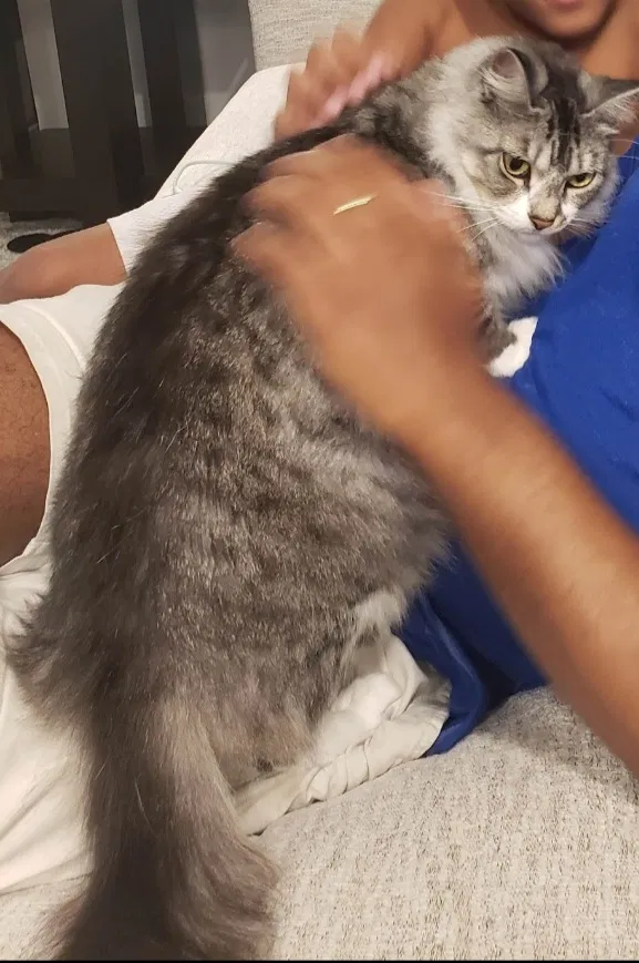 Lost cat in Houston, TX, 77073