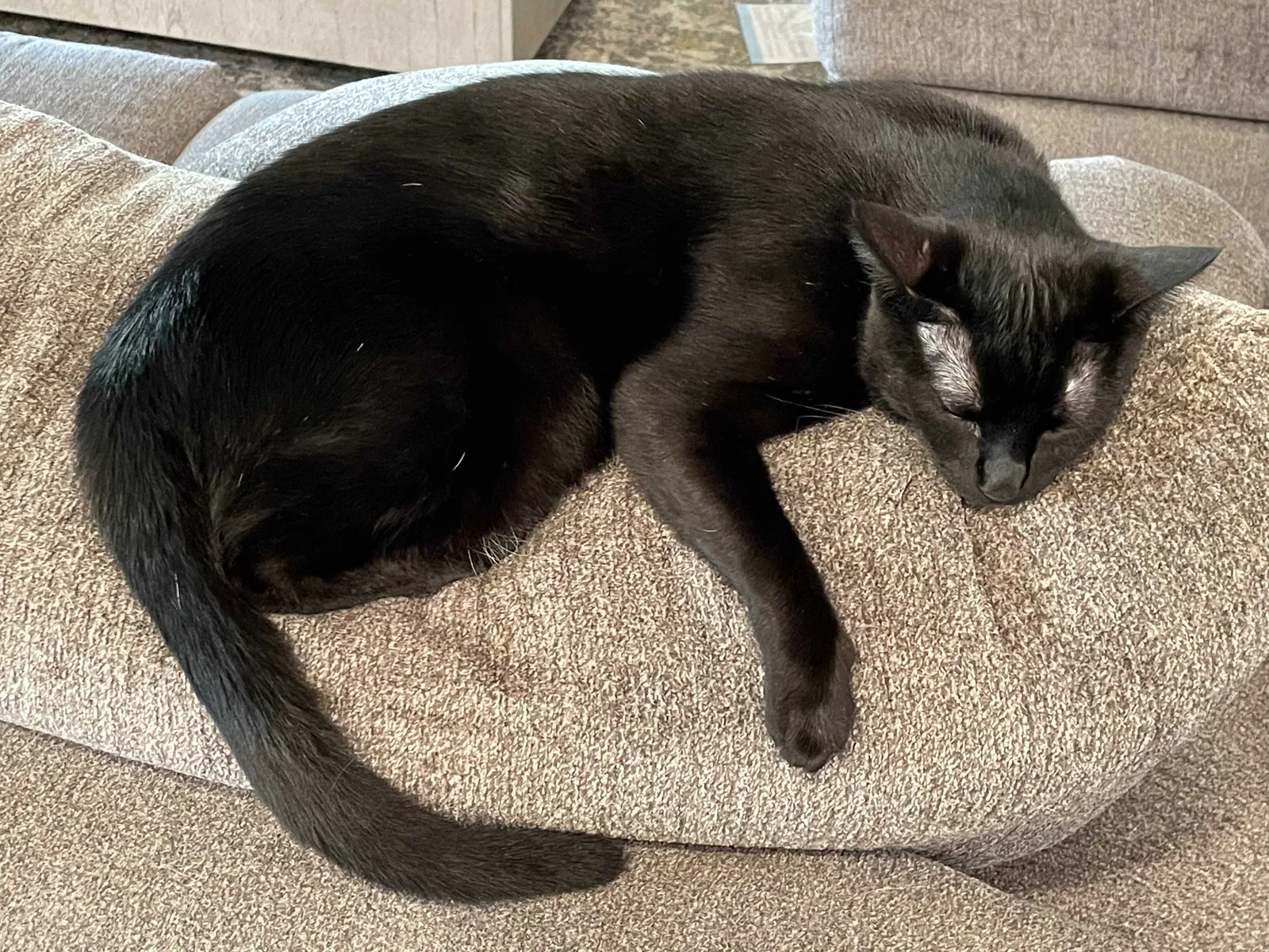 Lost cat in Richmond, TX, 77406