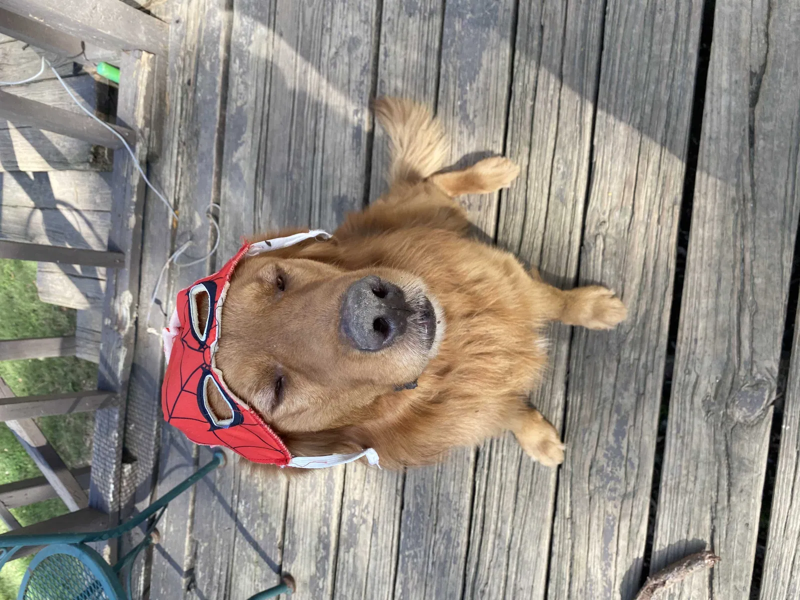 Lost dog in Birmingham, AL, 35207
