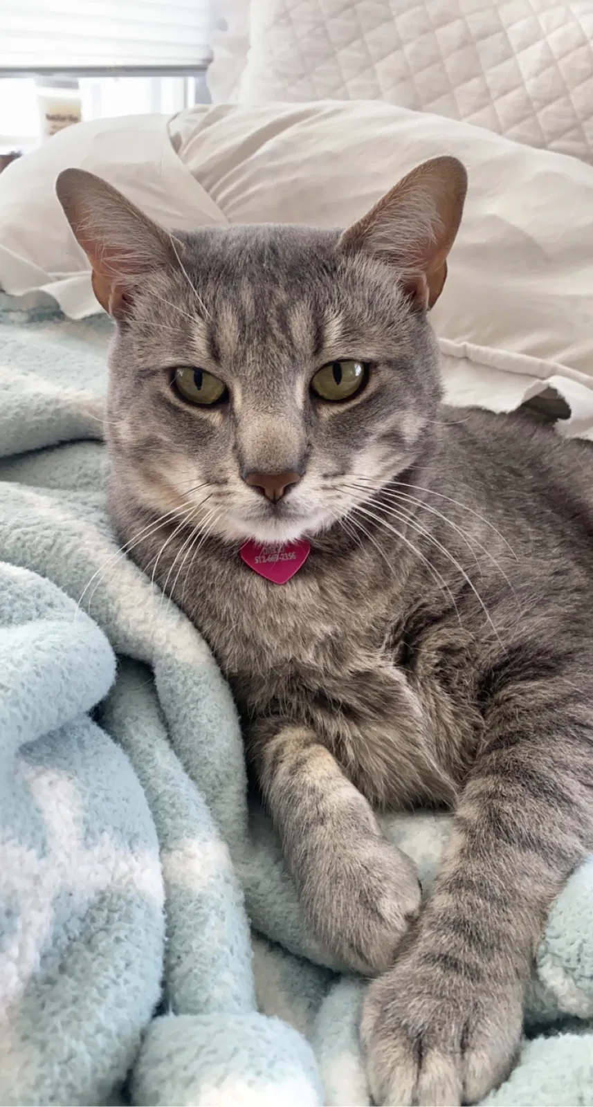 Lost cat in Leander, TX, 78645