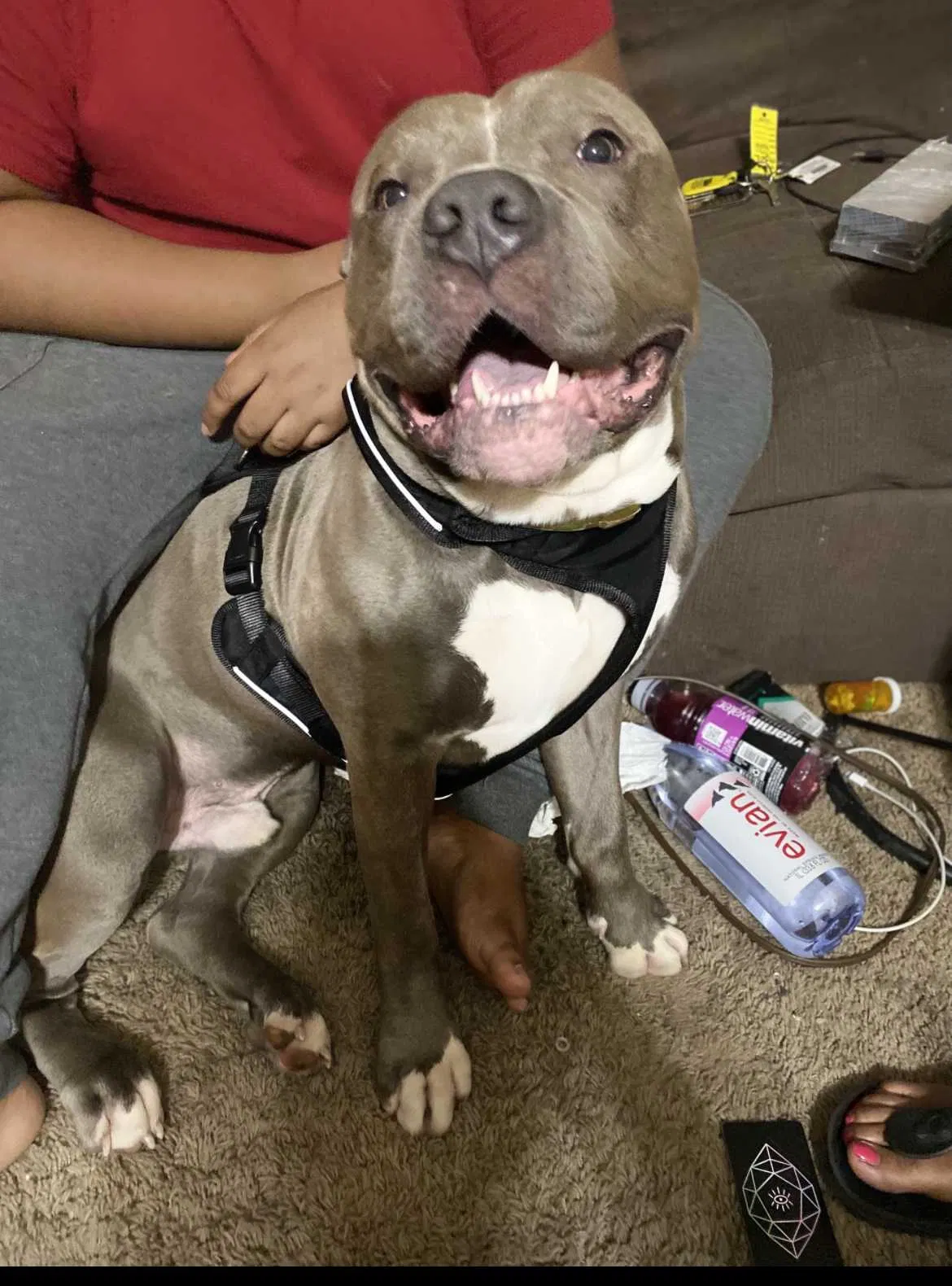 Lost dog in Fayetteville, NC, 28314