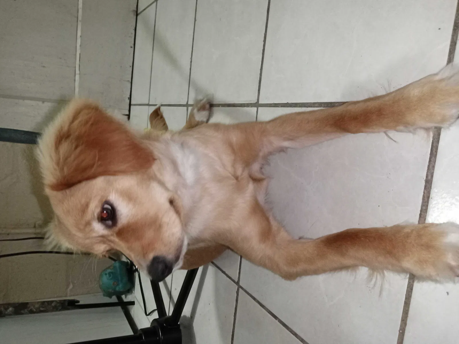 Lost dog in Alamo, TX, 78516