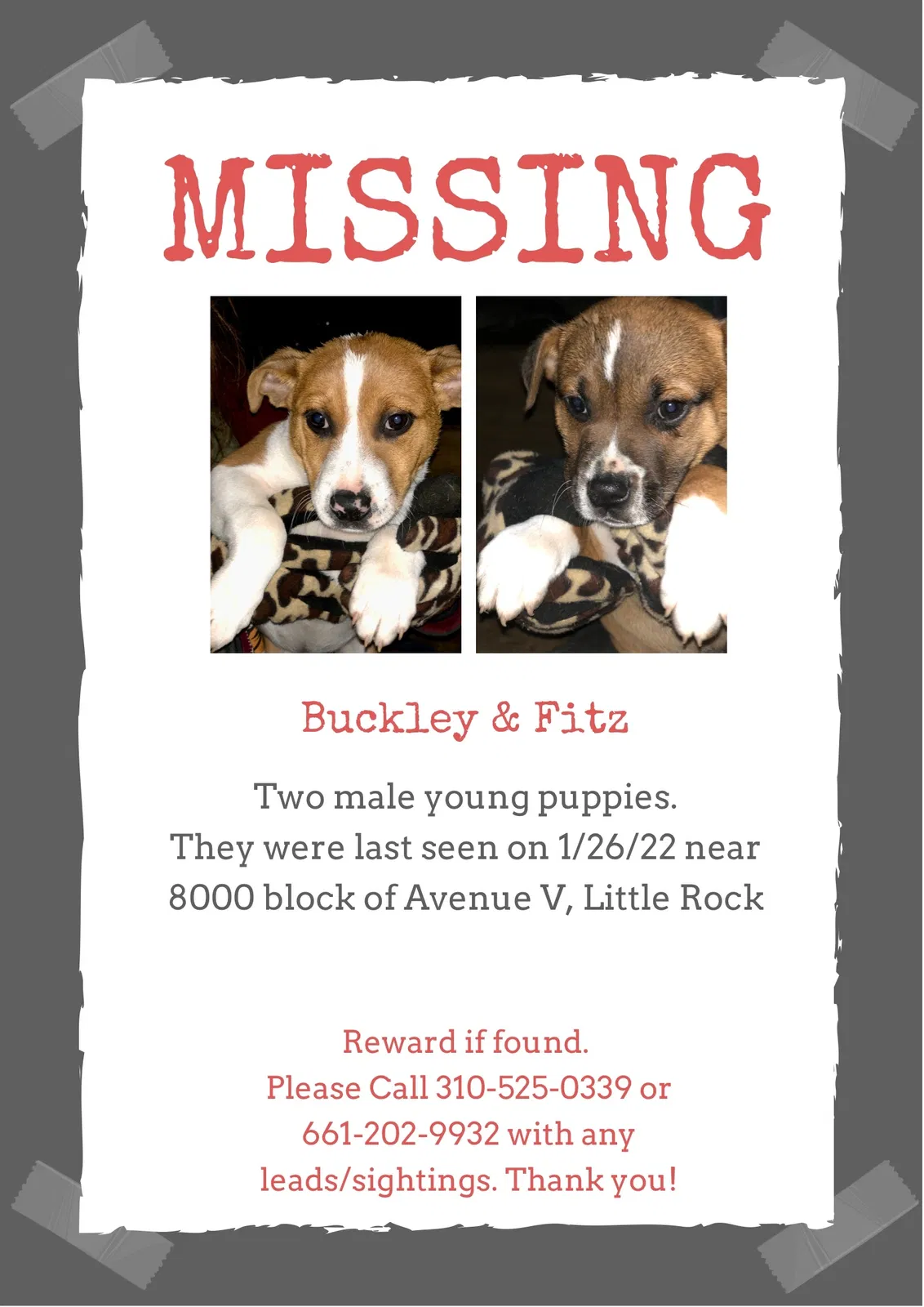 Lost dog in Newport Beach, CA, 92663