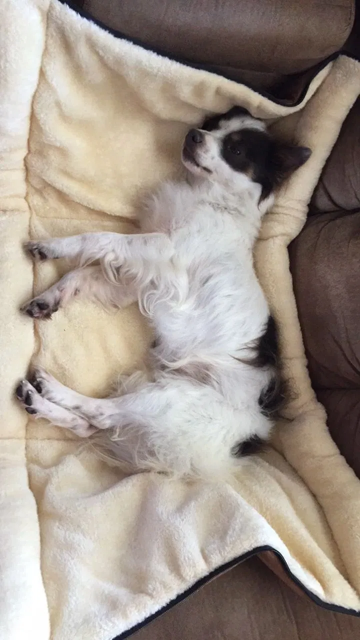Lost dog in Dalton, GA, 30721