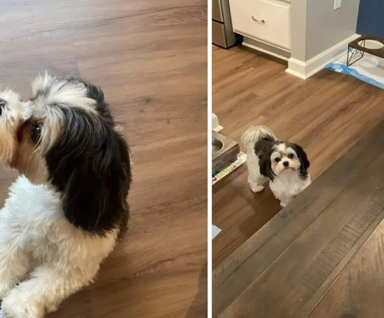Lost dog in Sewickley, PA, 15143