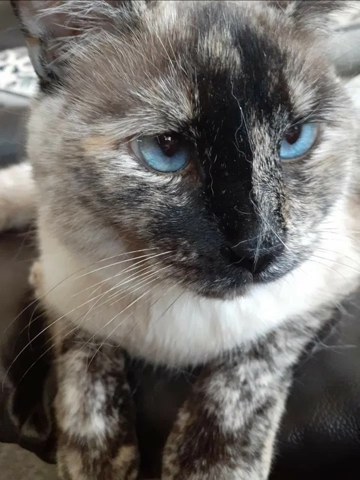 Lost cat in Visalia, CA, 93292