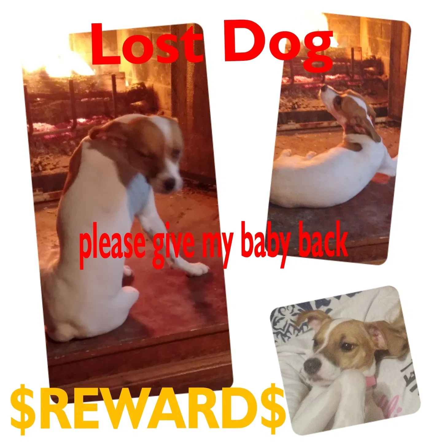 Lost dog in Covington, GA, 30016