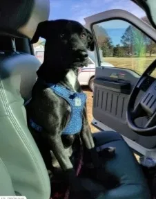 Lost dog in Statesville, NC, 28625