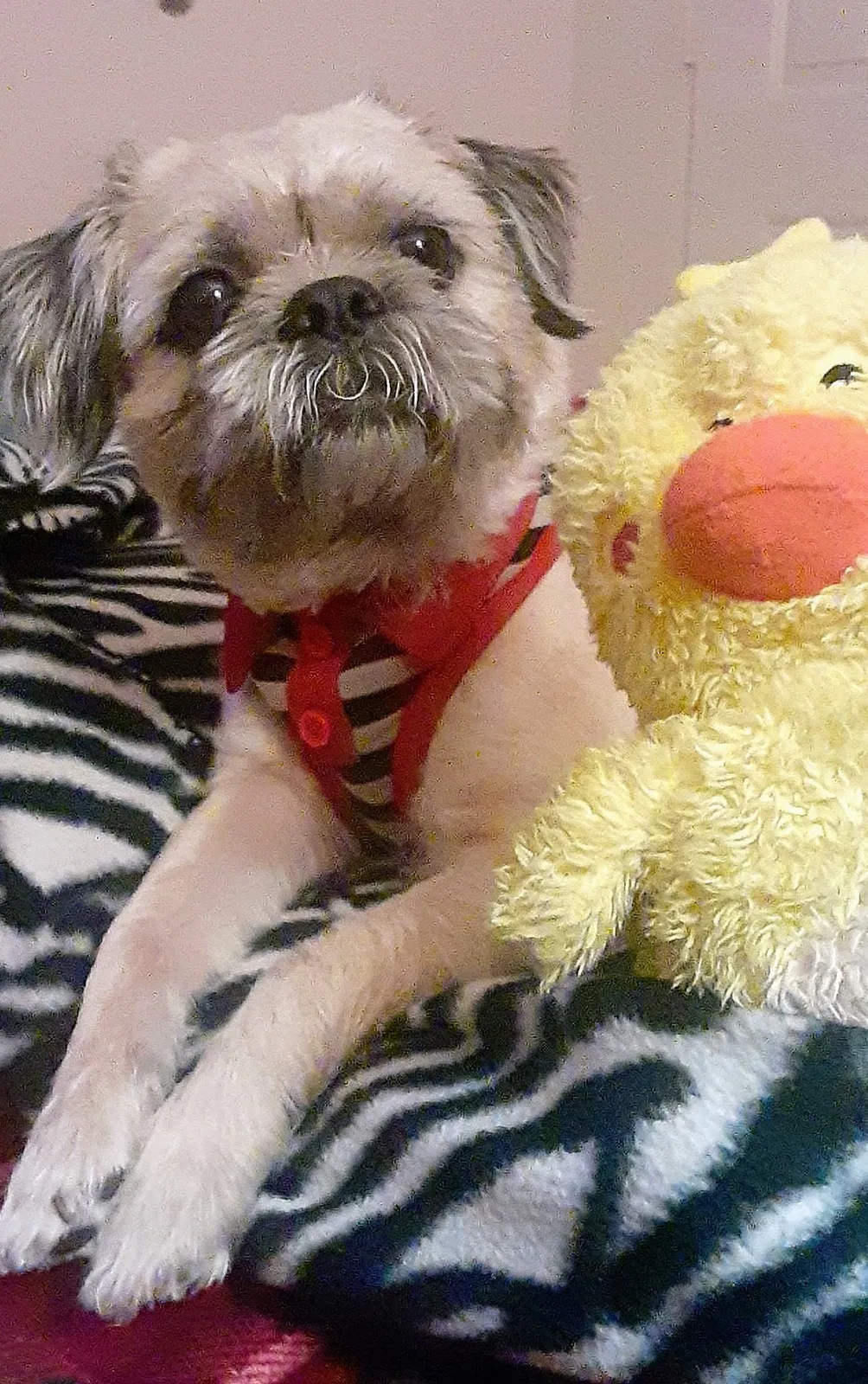 Lost dog in Scottsdale, AZ, 85257