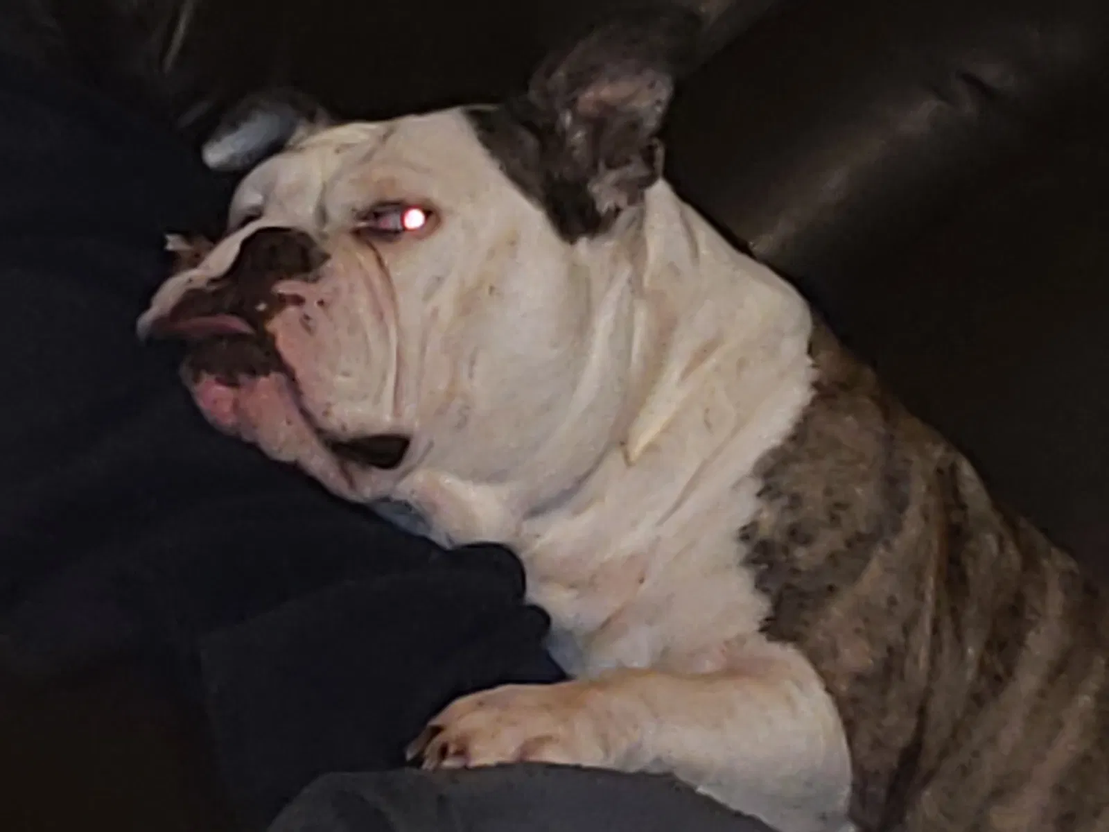 Lost dog in Austin, TX, 78753