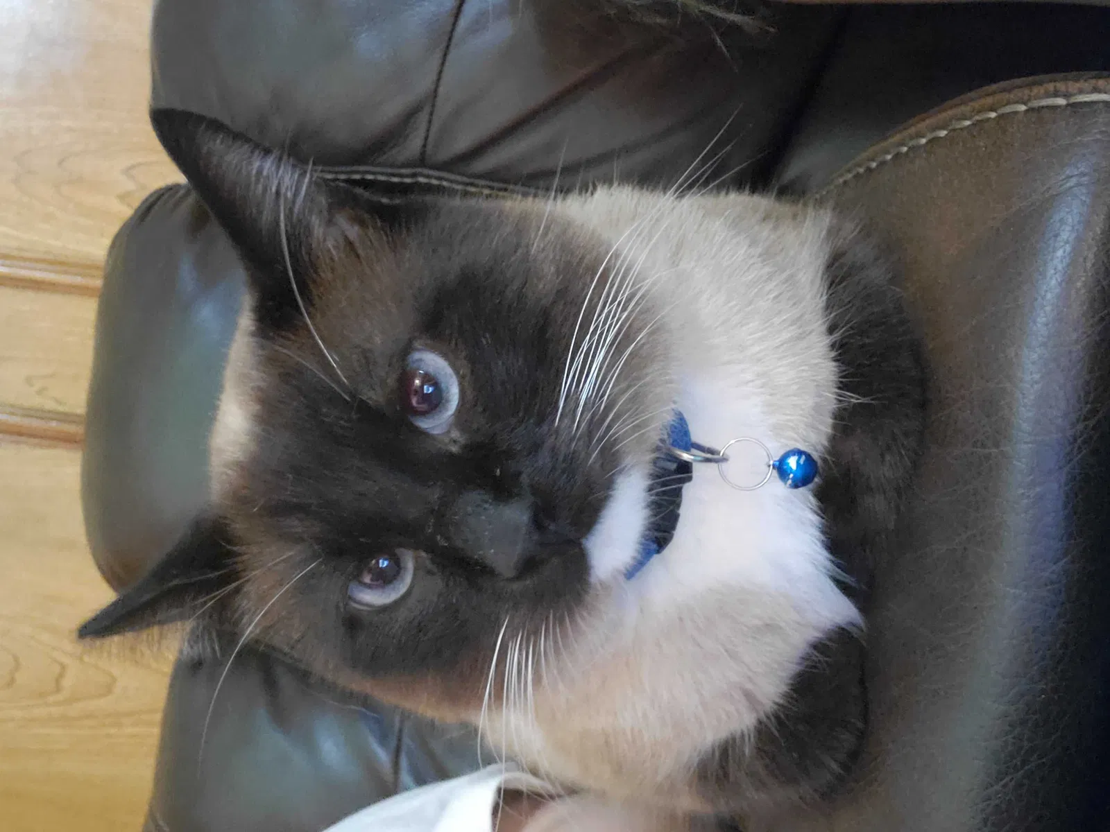 Lost cat in Grand Prairie, TX, 75052