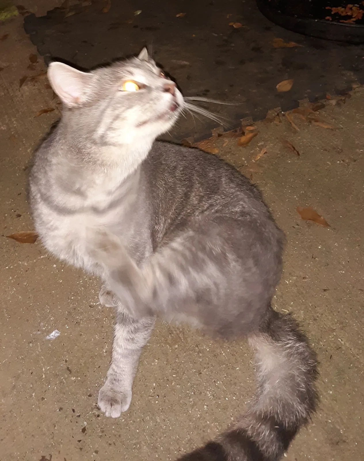 Lost cat in Anderson, SC, 29626