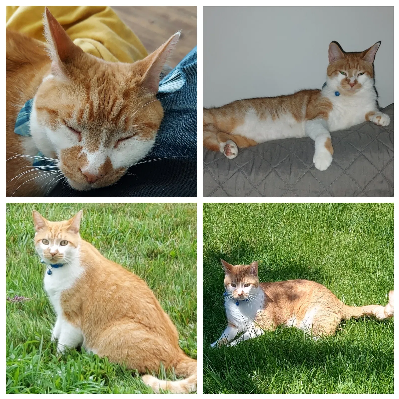 Lost cat in Savannah, GA, 31404