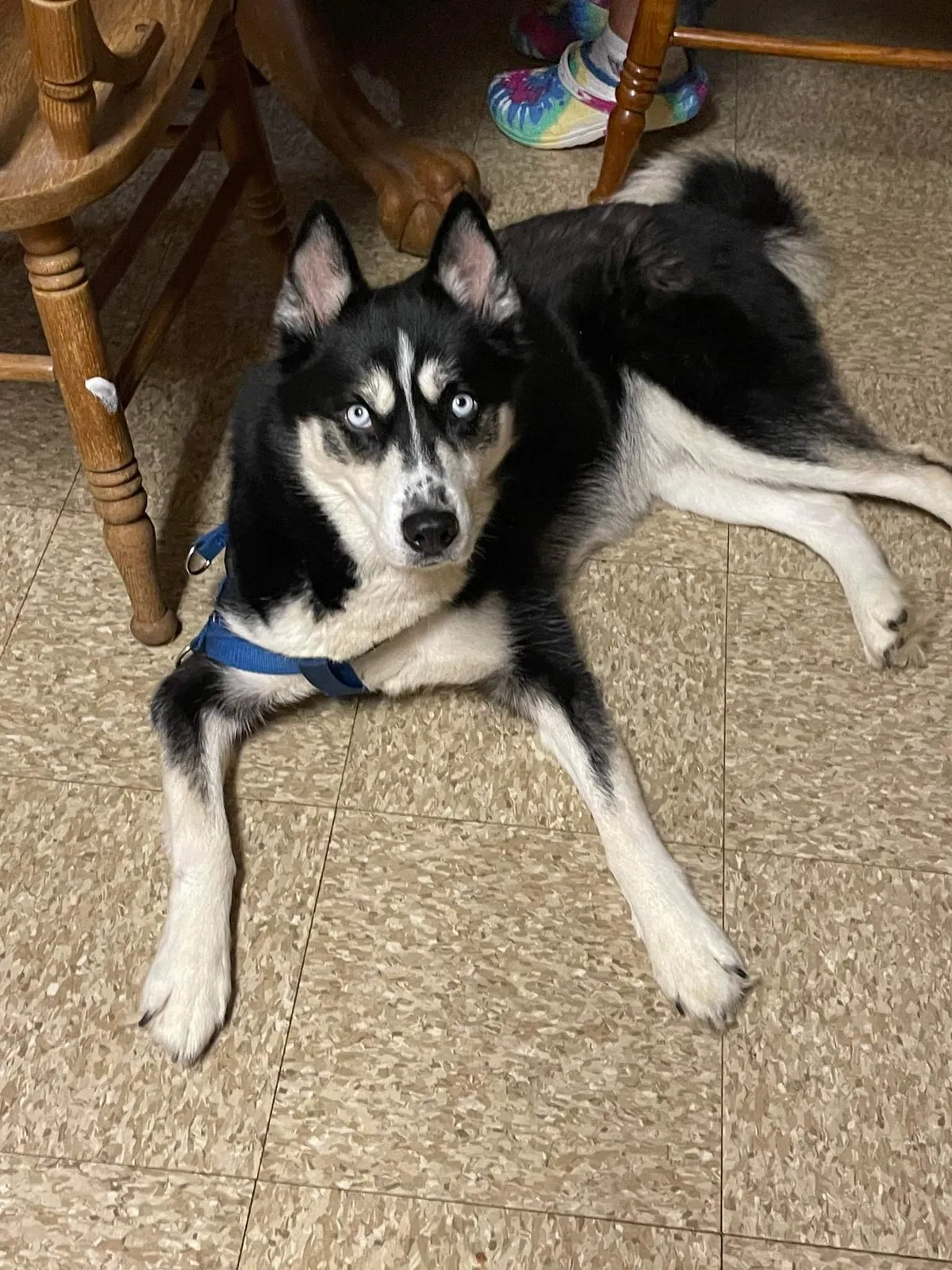 Lost dog in Charlotte, NC, 28216