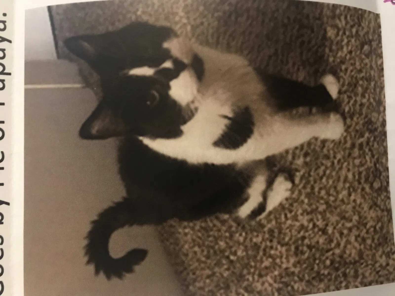 Lost cat in Dallas, TX, 75287