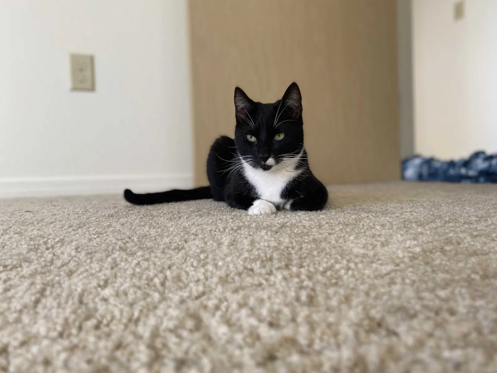 Lost cat in Corvallis, OR, 97330