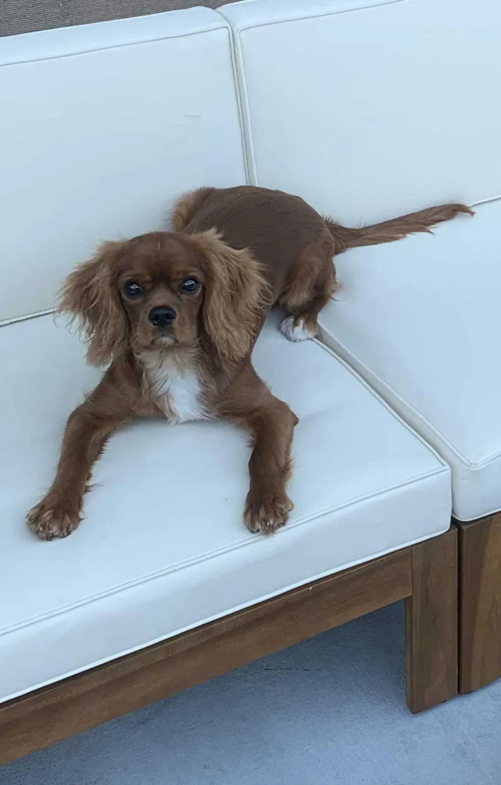 Lost dog in Humble, TX, 77396