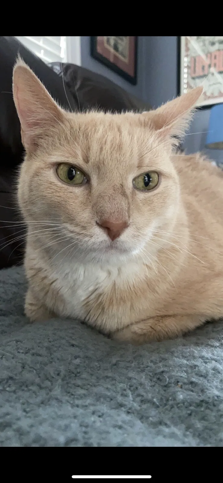 Lost cat in Tallahassee, FL, 32304
