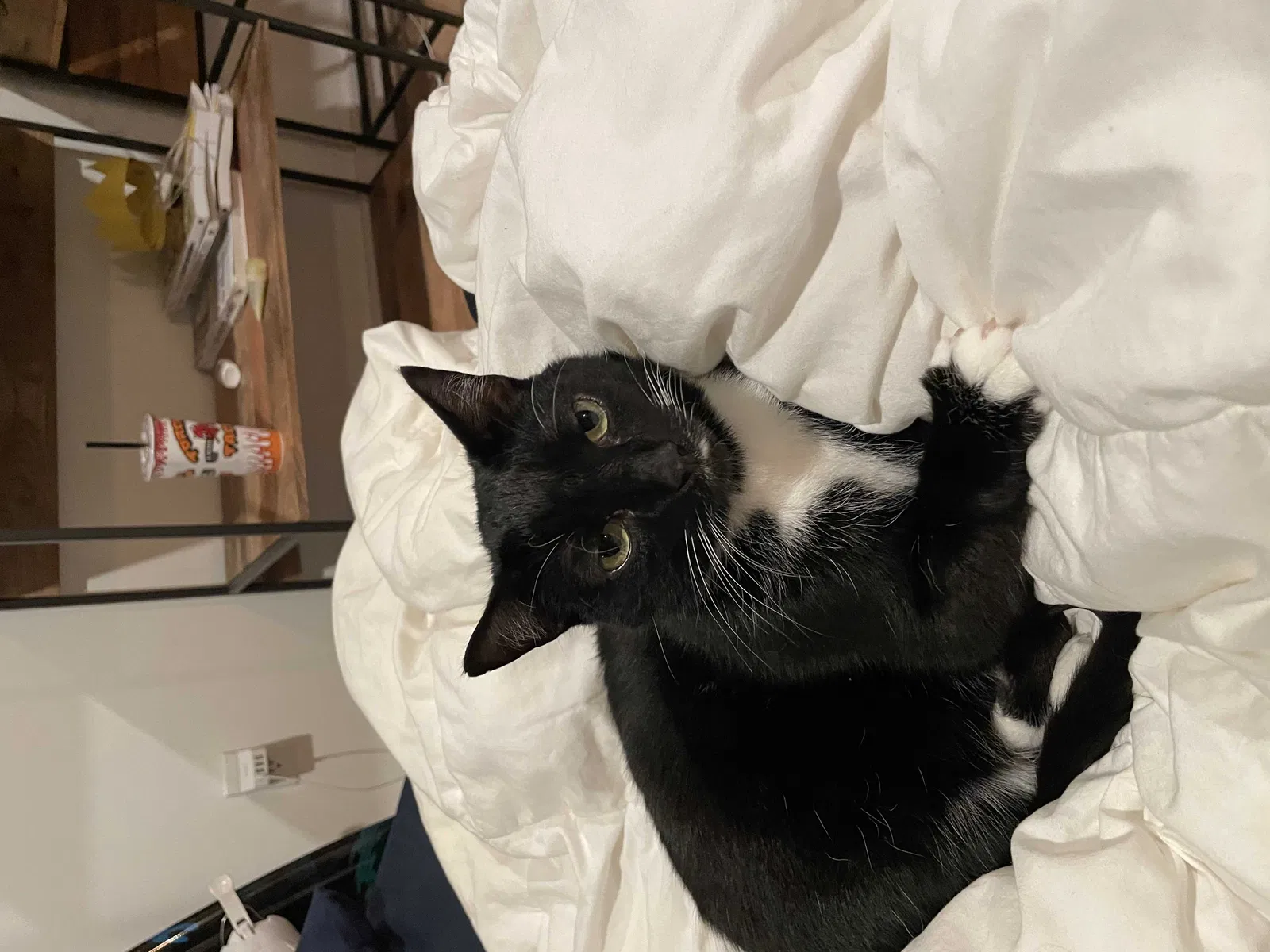 Lost cat in Austin, TX, 78759