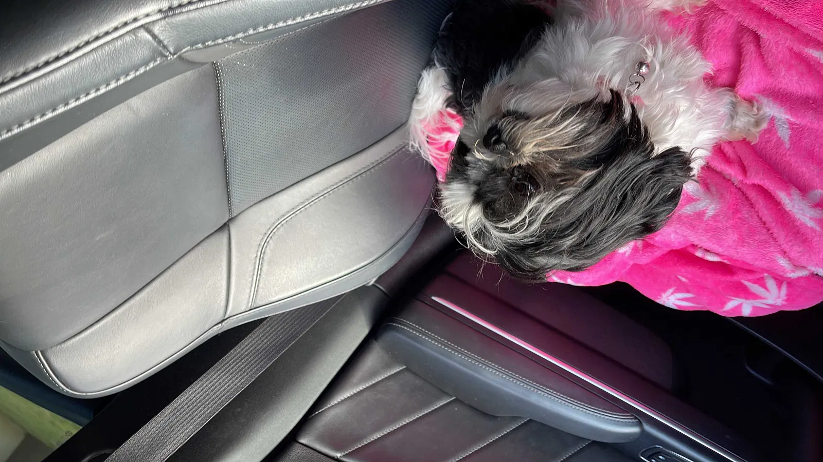 Lost dog in Laredo, TX, 78045