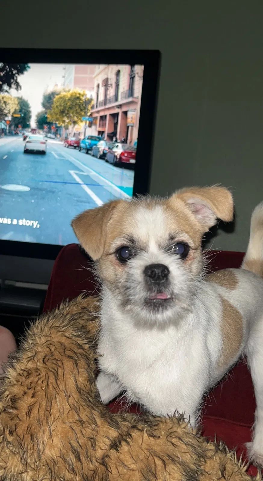 Lost dog in Houston, TX, 77011