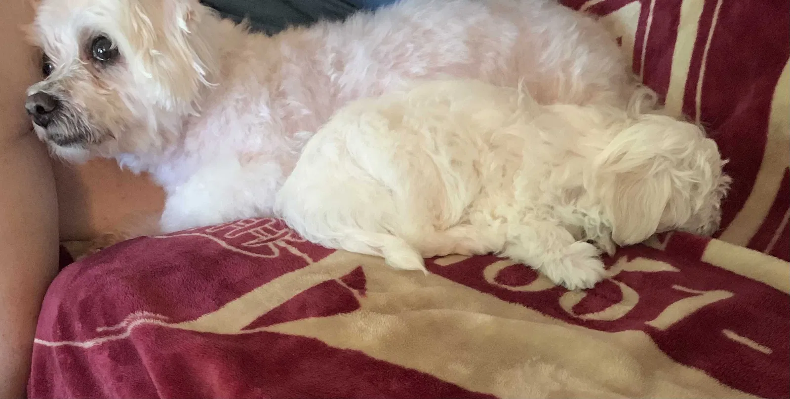 Lost dog in Pensacola, FL, 32514