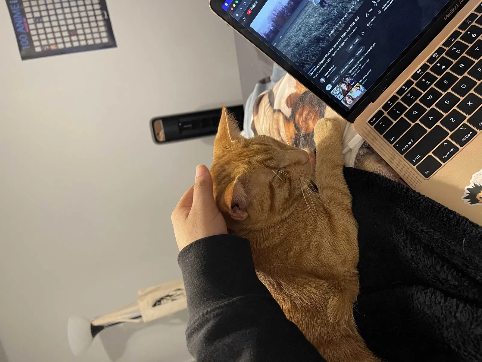 Lost cat in Dallas, TX, 75231