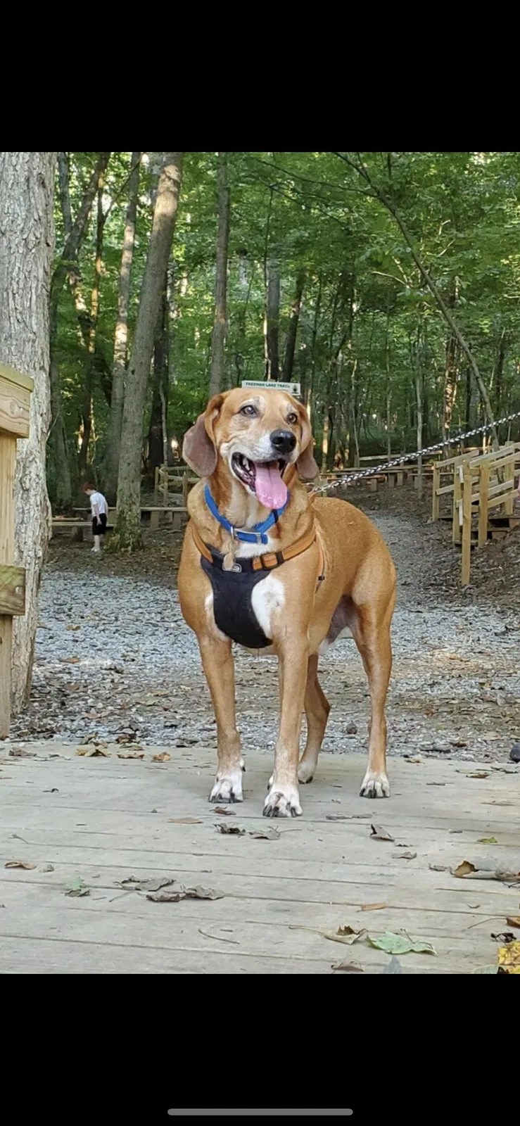 Lost dog in Elizabethtown, KY, 42701
