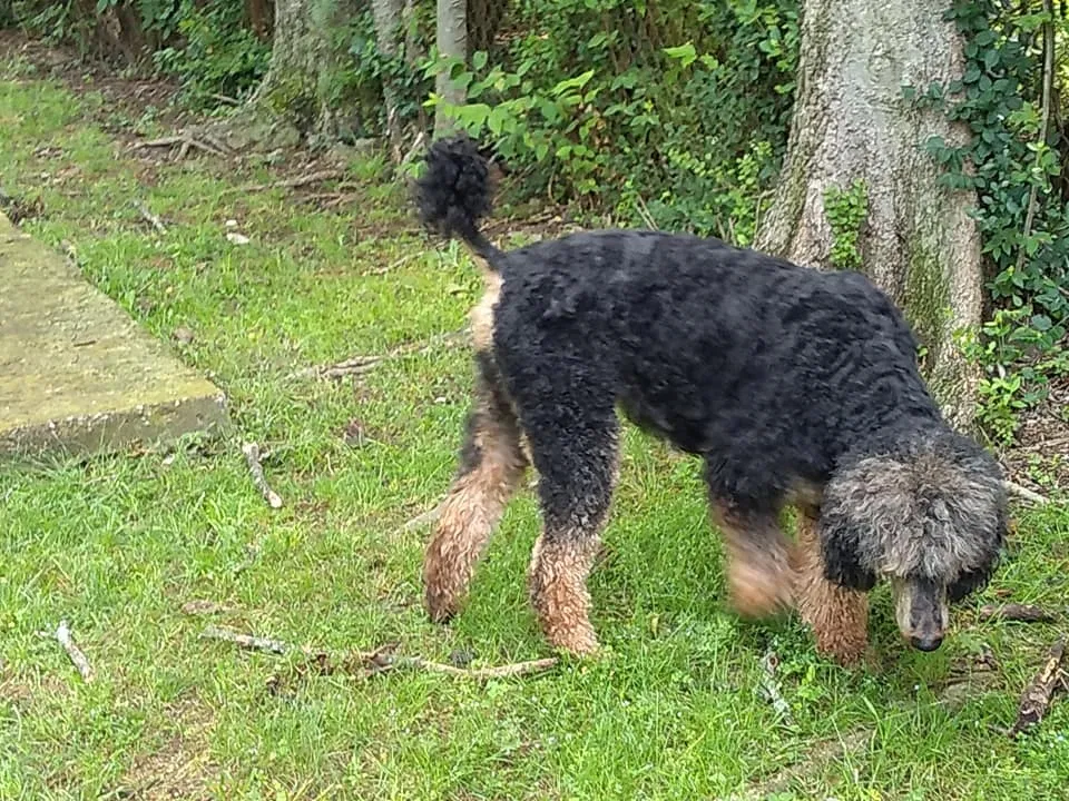 Lost dog in Nashville, TN, 37208