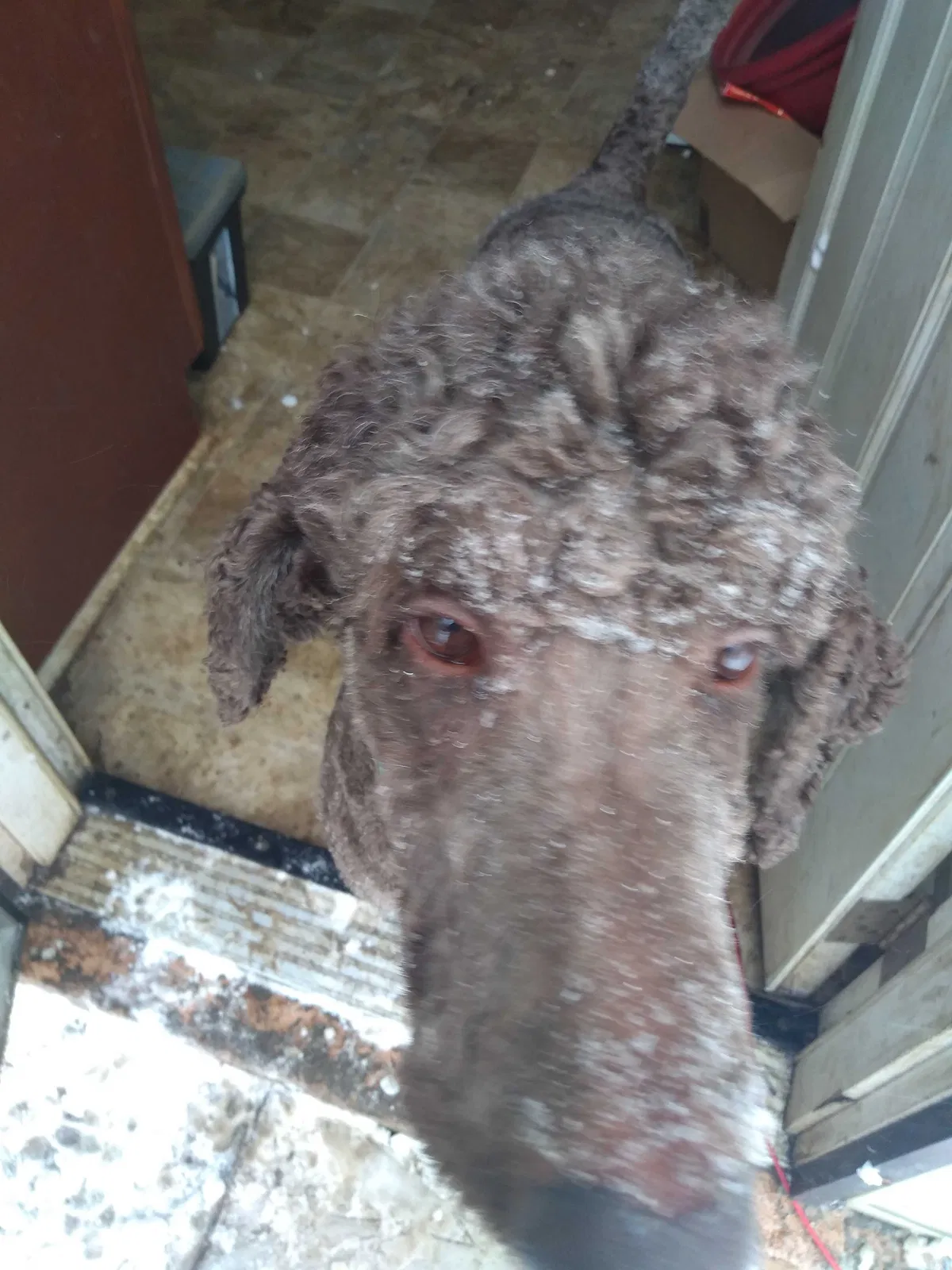 Lost dog in Nashville, TN, 37208