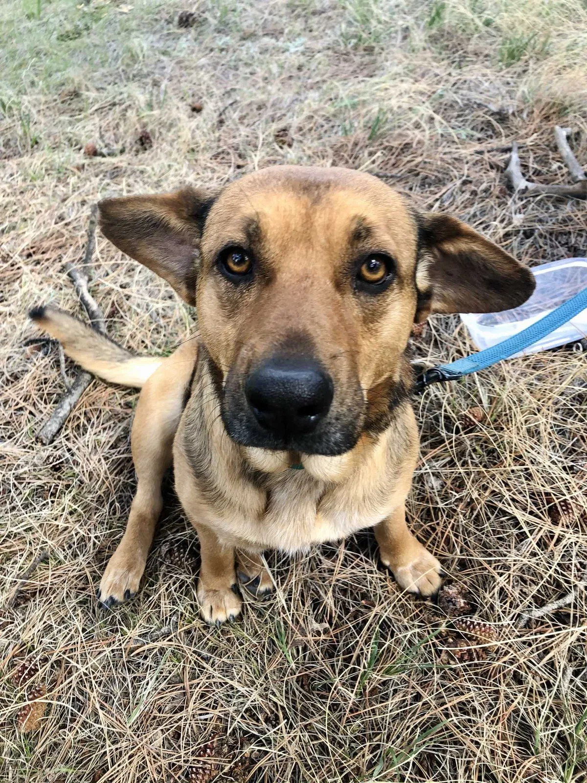 Lost dog in Denver, CO, 80230