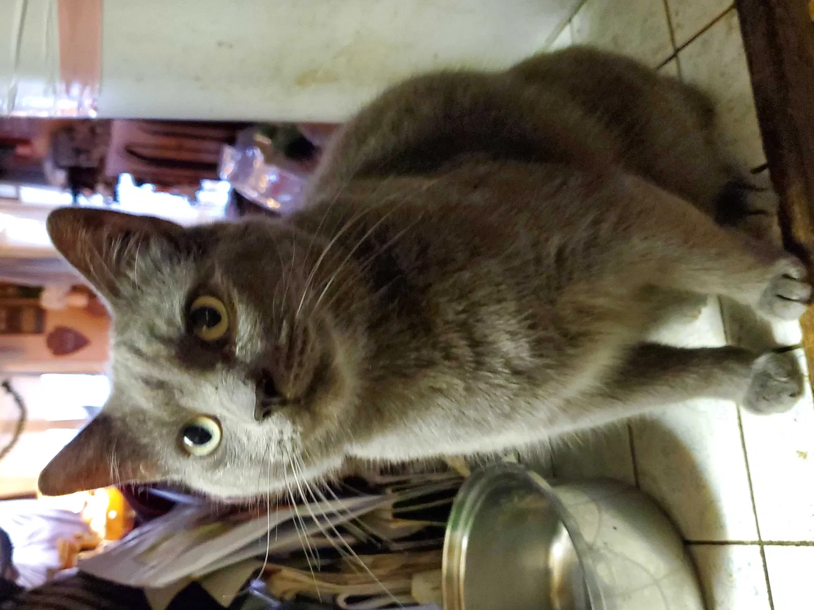 Lost cat in Sevierville, TN, 37862
