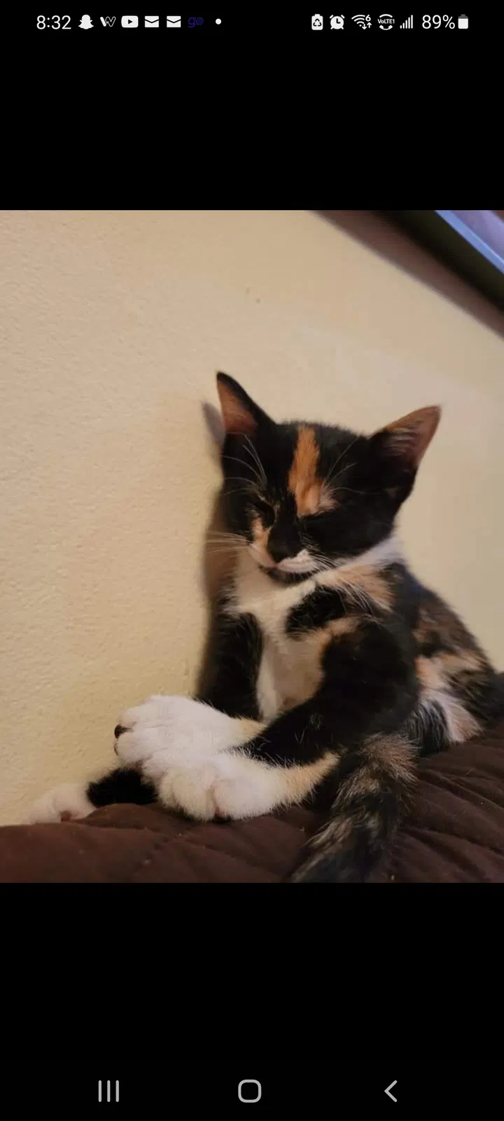 Lost cat in Los Angeles, CA, 90038