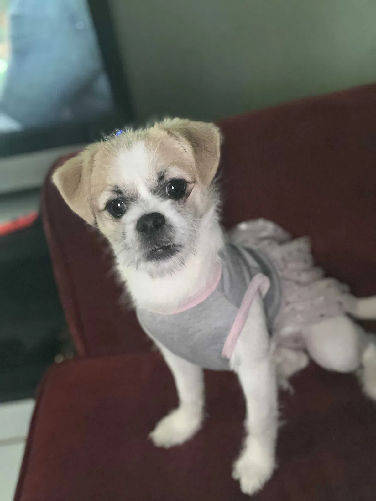 Lost dog in Houston, TX, 77011
