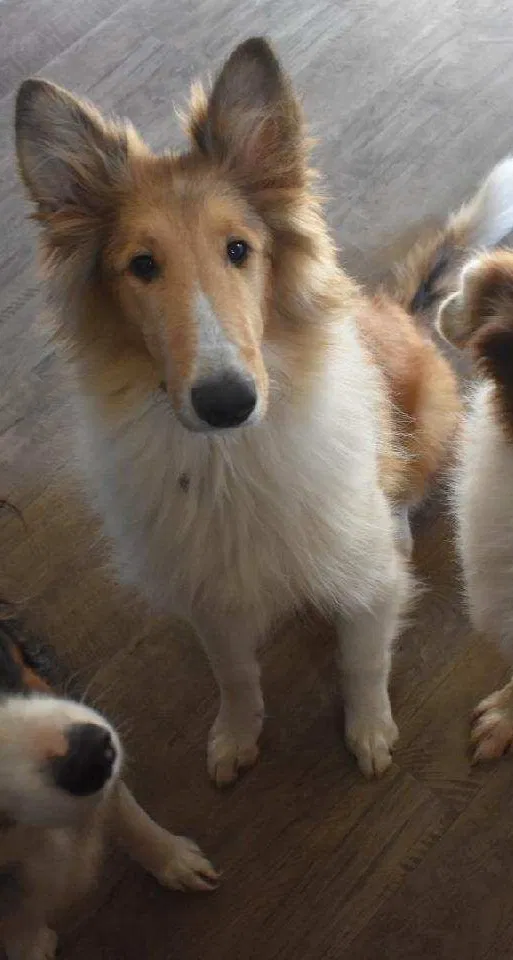 Lost dog in Ahoskie, NC, 27910