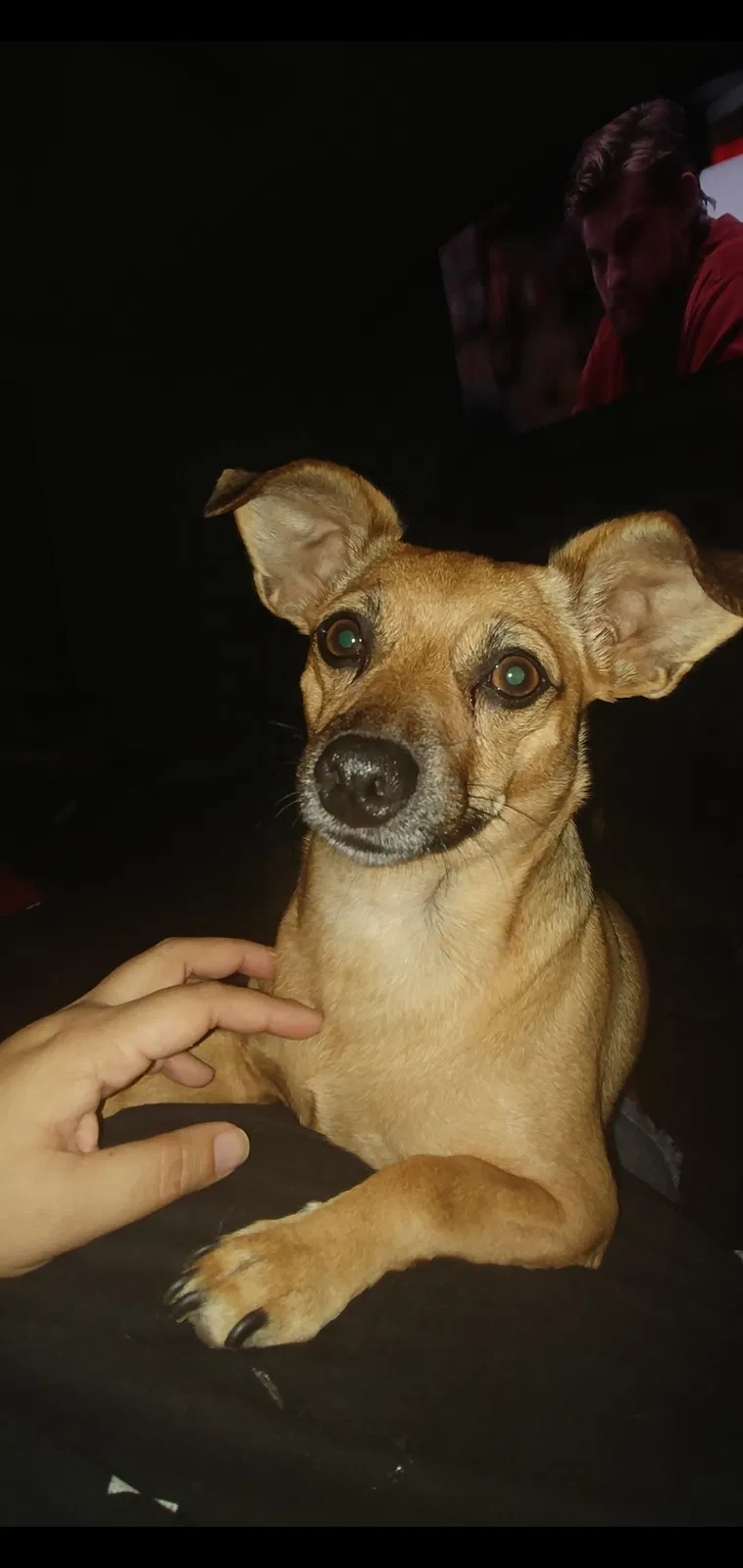 Lost dog in Bakersfield, CA, 93309