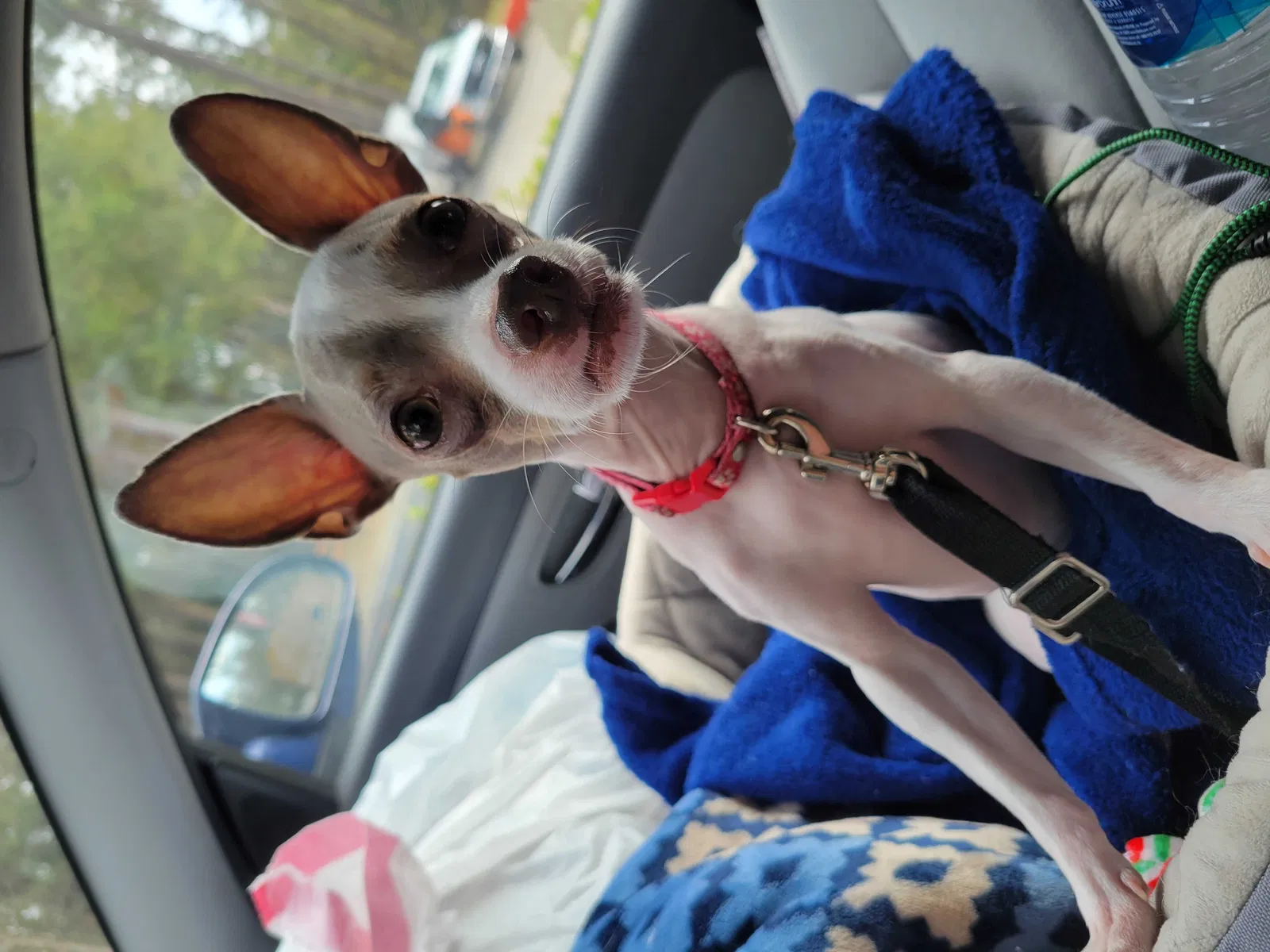 Lost dog in Pflugerville, TX, 78660