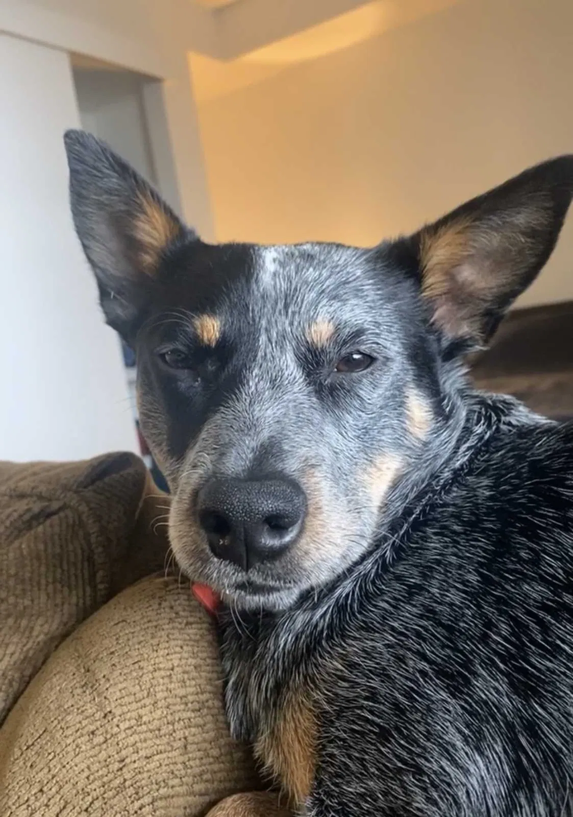 Lost dog in Salt Lake City, UT, 84101