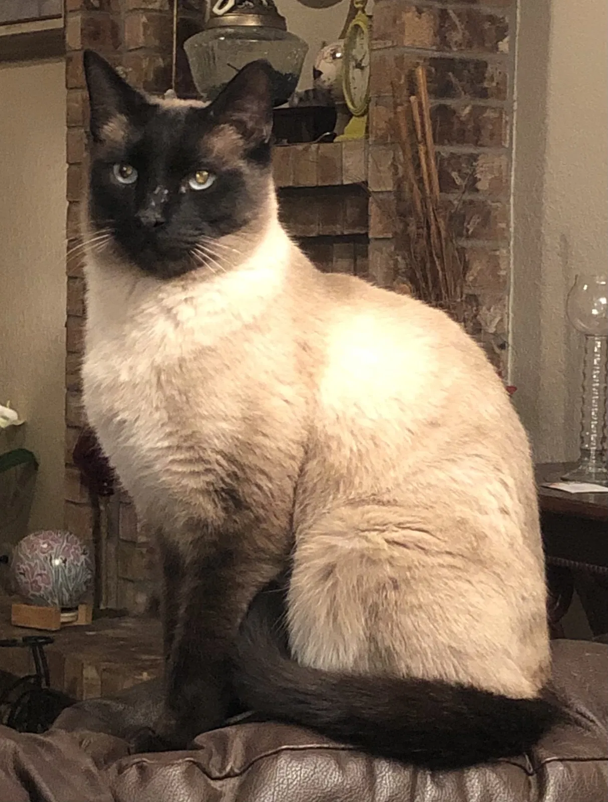 Lost cat in El Paso, TX, 79912