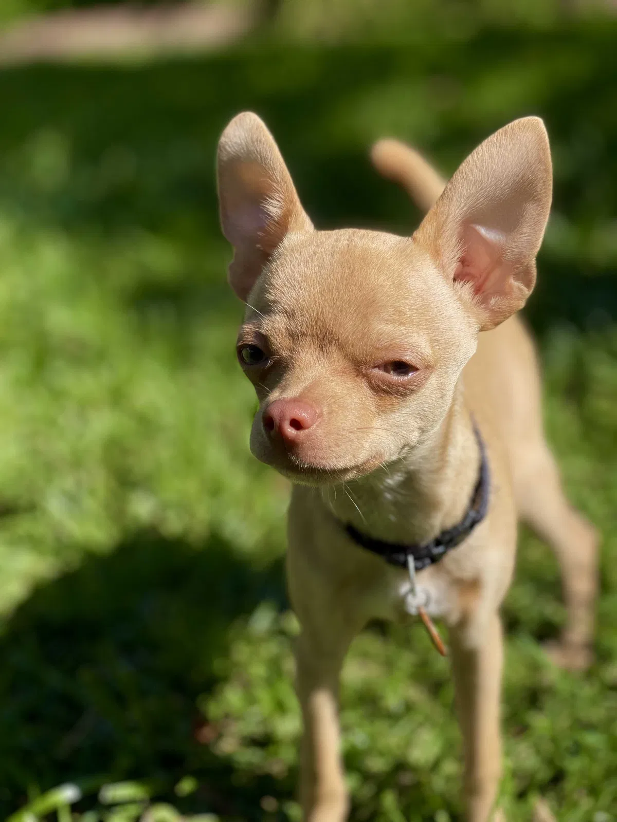 Lost dog in San Pablo, CA, 94806