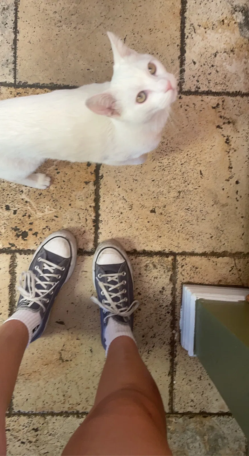 Lost cat in Canyon Country, CA, 91351