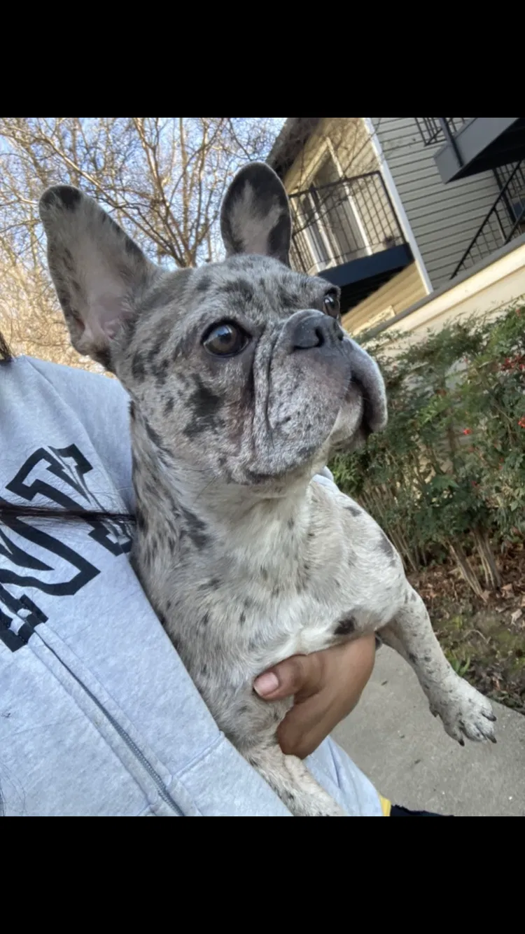 Lost dog in Sacramento, CA, 95833