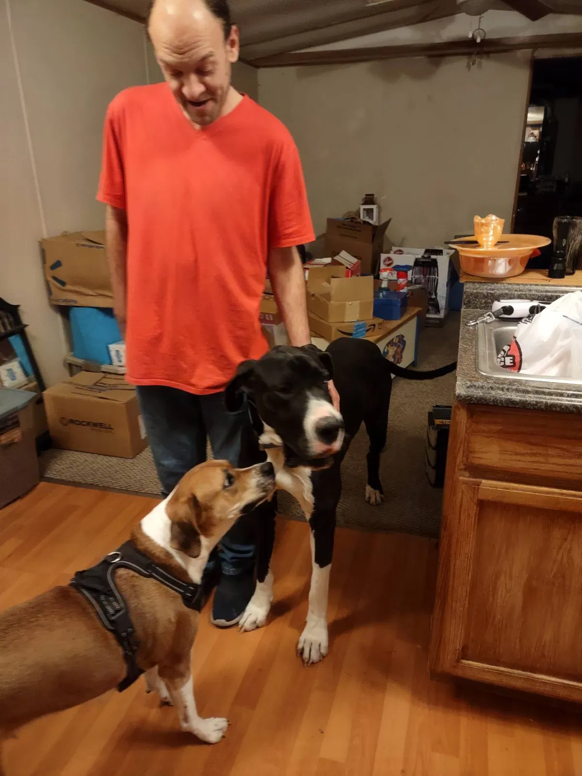 Found dog in Athens, TN, 37303