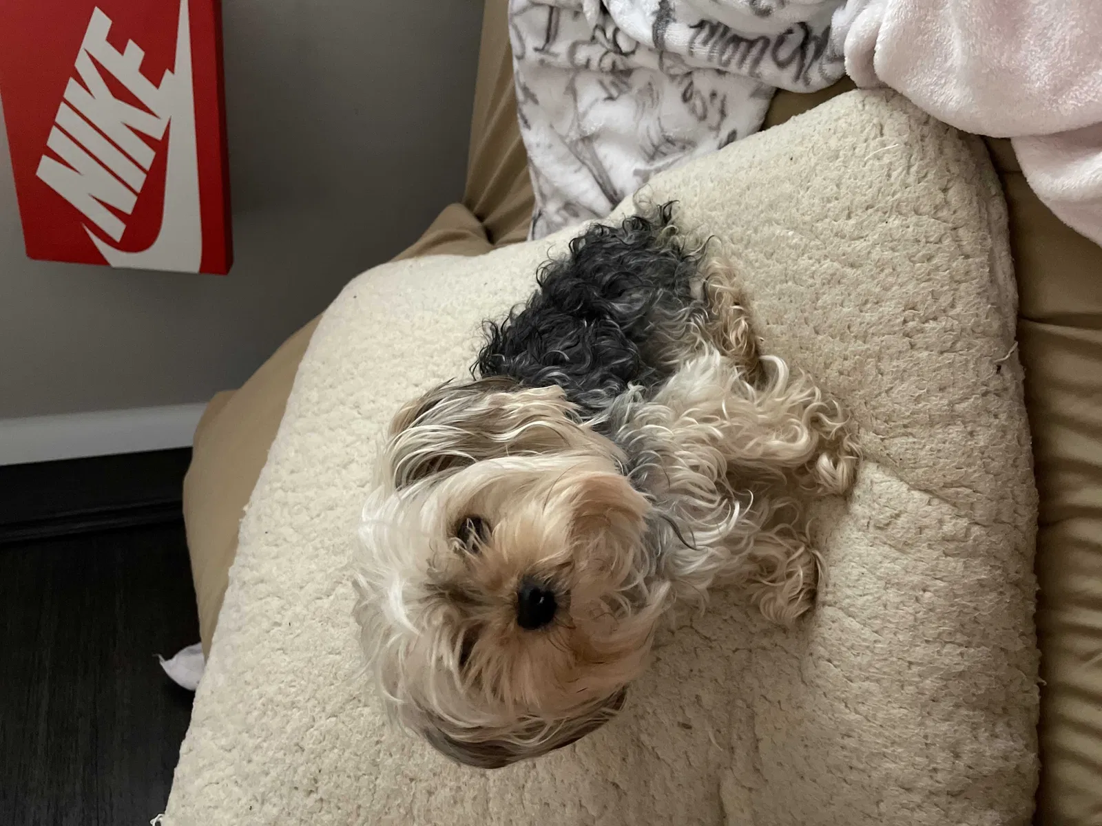 Lost dog in Moncks Corner, SC, 29461