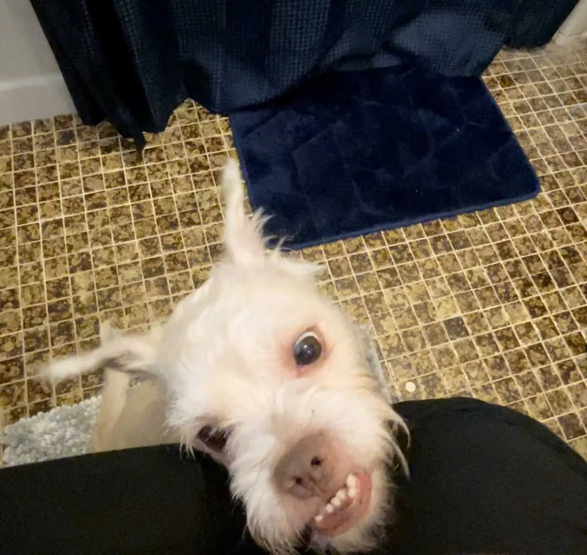 Lost dog in Decatur, GA, 30034