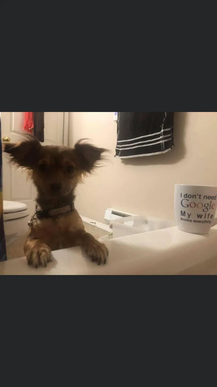 Lost dog in Mesa, AZ, 85210