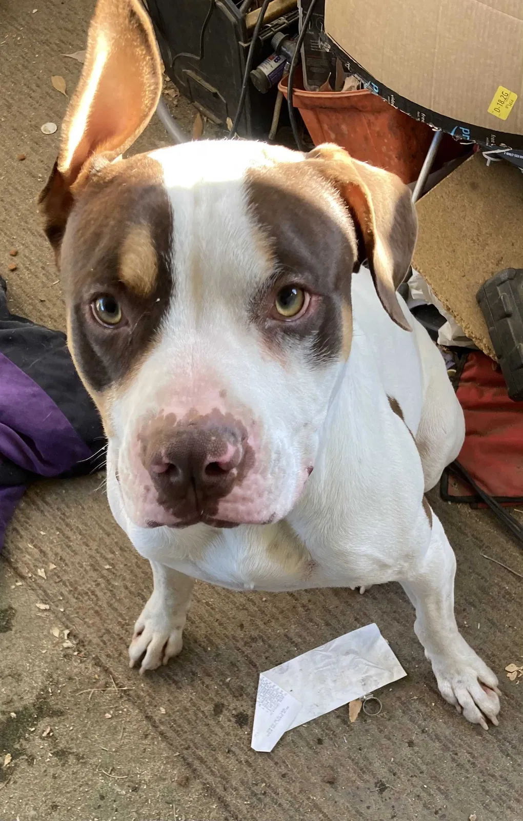 Found dog in Hemet, CA, 92544