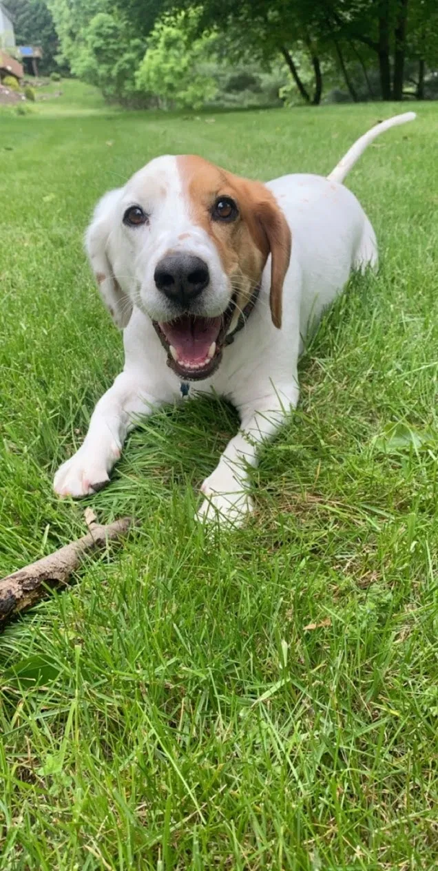 Lost dog in Lincoln Park, NJ, 7035