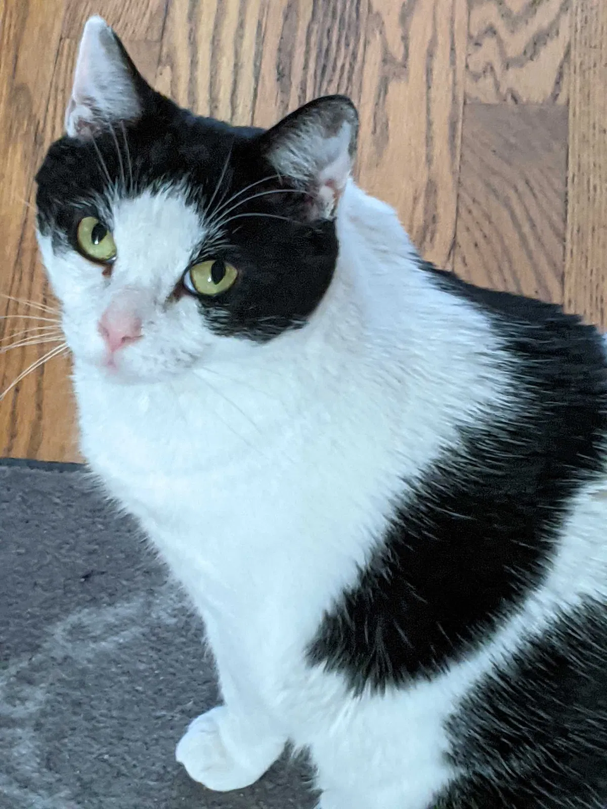 Lost cat in Dayton, OH, 45432