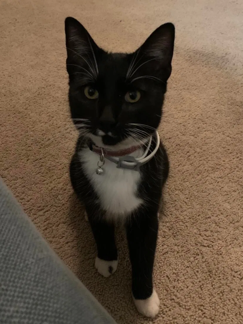 Lost cat in Lexington, KY, 40513